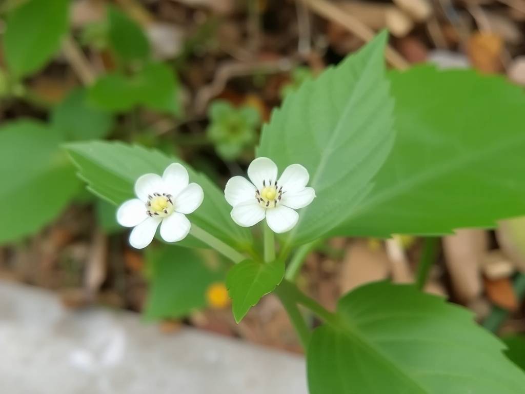 丑牛子的中药名